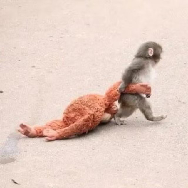 El mono Punch abrazado a su peluche